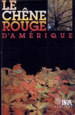 Le chêne rouge d'Amérique