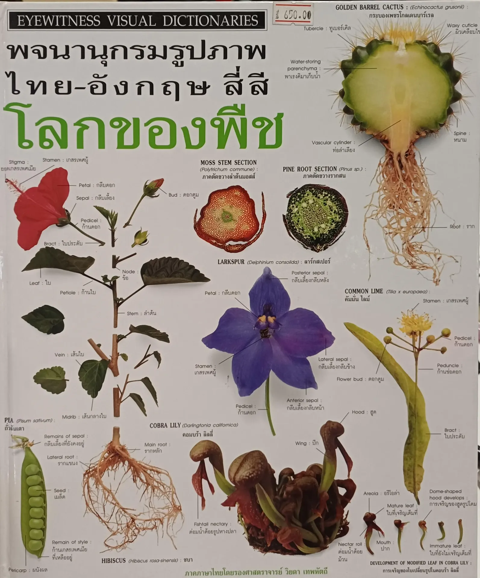 พจนานุกรมรูปภาพ ไทย-อังกฤษ สี่สี : โลกของพืช